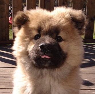 Eurasier5.jpg