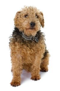 Lakeland Terrier