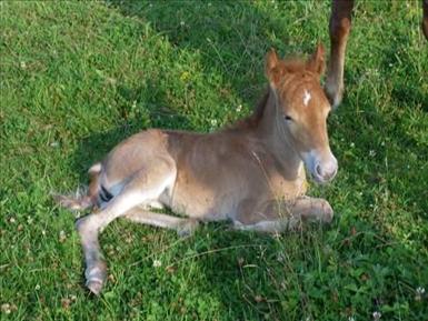 liten 2009.jpg