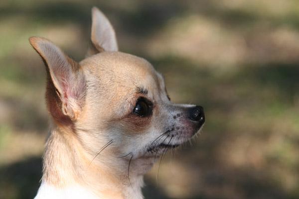 Chihuahua