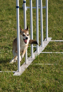 Norsk lundehund