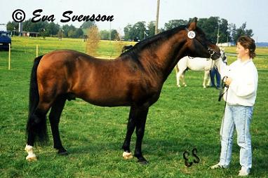 Smedhults Starlight Son på generalmönstringen 1989 där han erhöll ELIT.