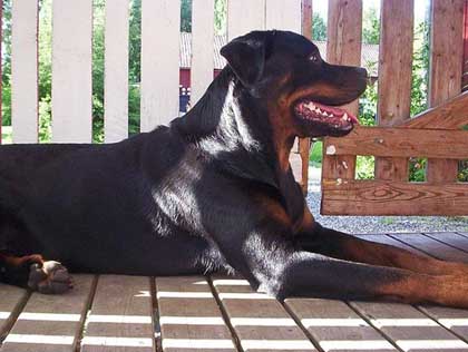 Foto: Rottweiler