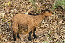 250px-African_dwarf_goat_baby.jpg