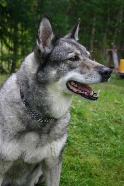 Jämthund 