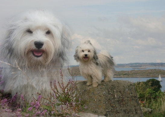 Månadens bichon oktober 2010 Amadeus