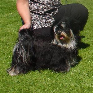 Isfolkets kennel