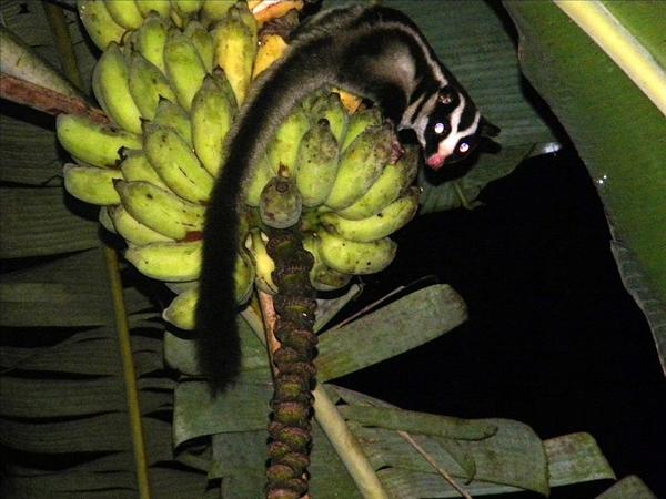 800px-Striped_Possum_on_bananas_edited.jpg