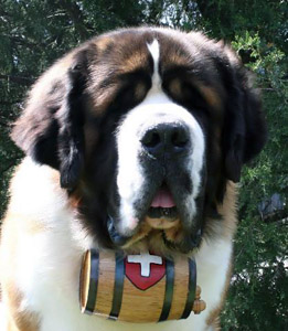 Sankt bernhardshund, långhårig