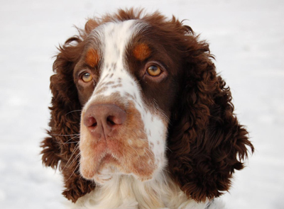 Engelsk springer spaniel 