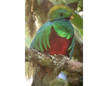 quetzal01.jpg