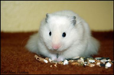 Foto: Ninni Hedblom
