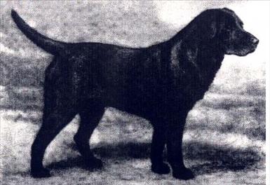 Bolo1915.jpg