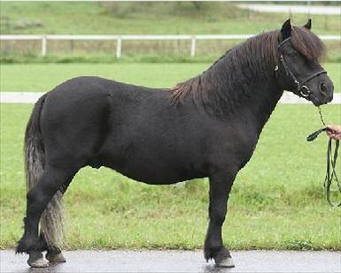 Veckans Hingst