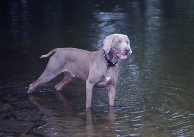 Weimaraner, korthårig
