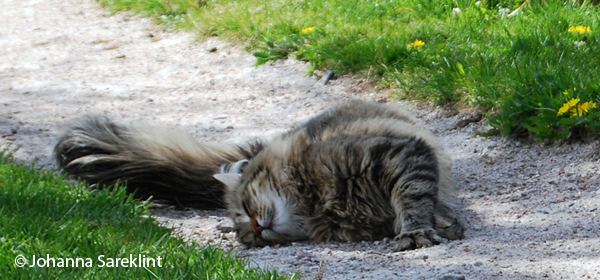 Fototävling - Äkta Kattglädje! 