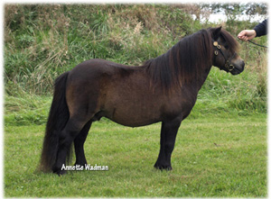 09gmnoss_kameleon.jpg