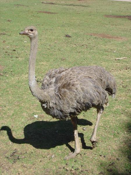 rhea.jpg