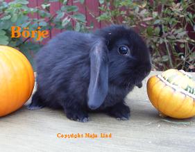 borje.jpg