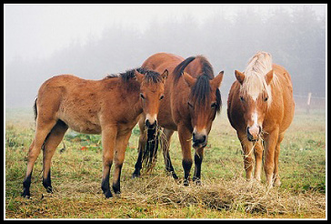 Russbilden November 2010