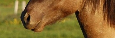 mule.jpg