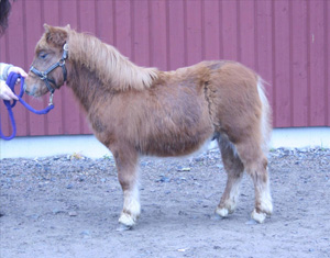 backens favorit.JPG