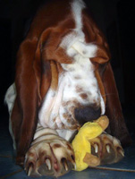 Basset hound