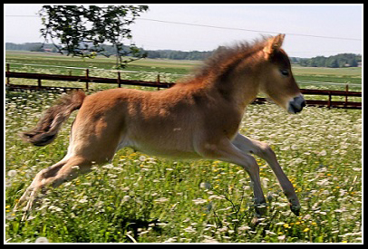 Russbilden Juni 2010