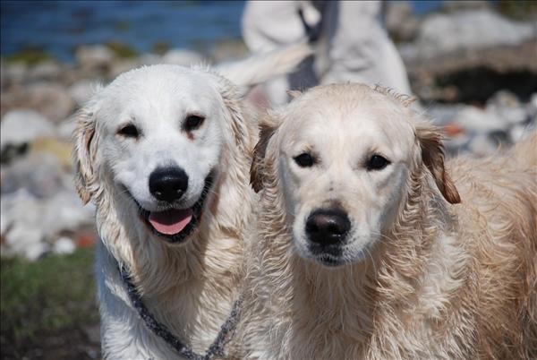 Golden retriever