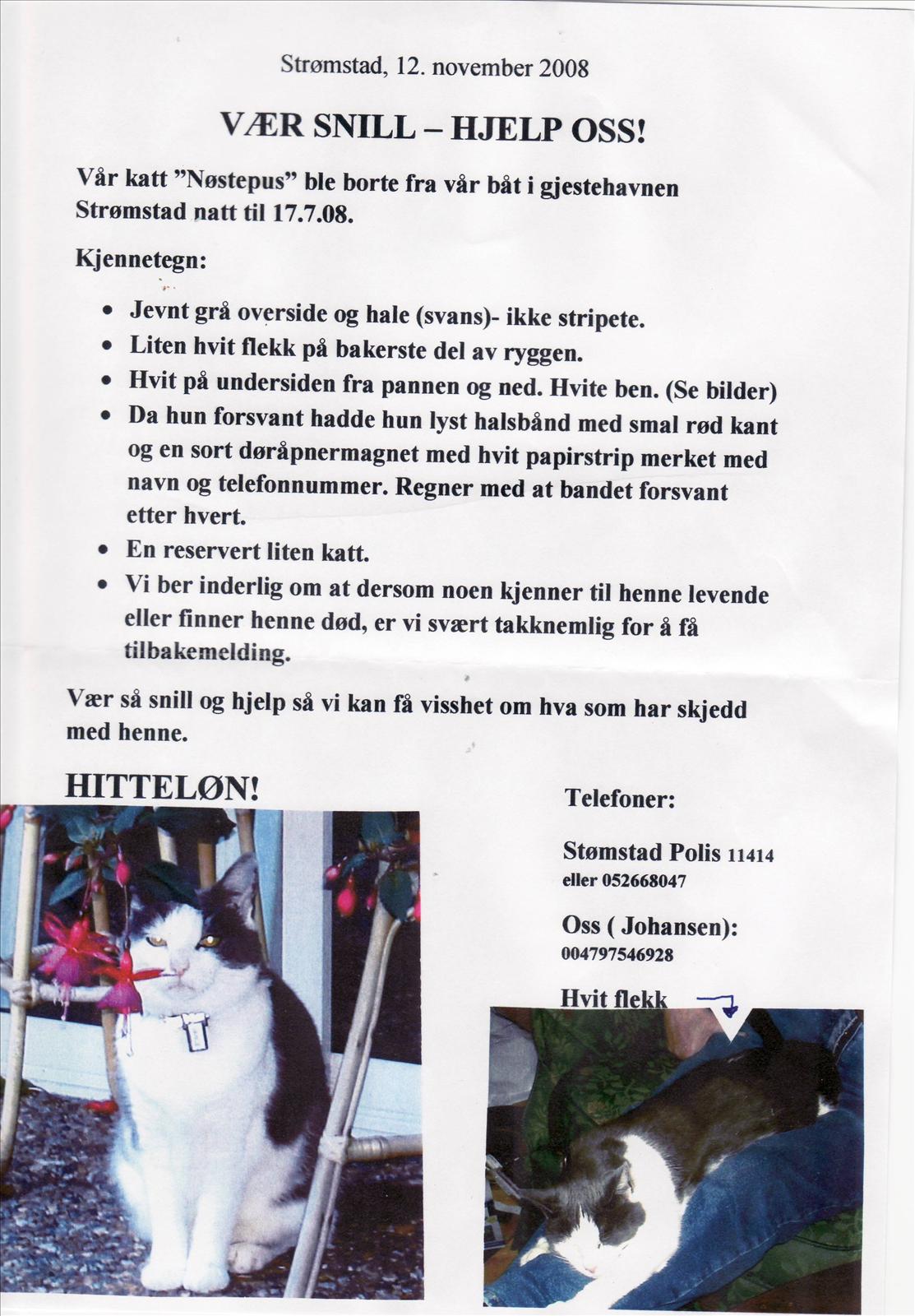 Katt i Strömstad