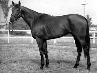 Buckpasser.jpg