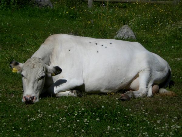 Lappland 115.JPG