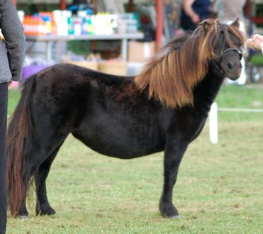 drakgardens black velvet.jpg