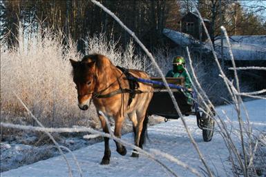 ponnytravbild-januari.JPG