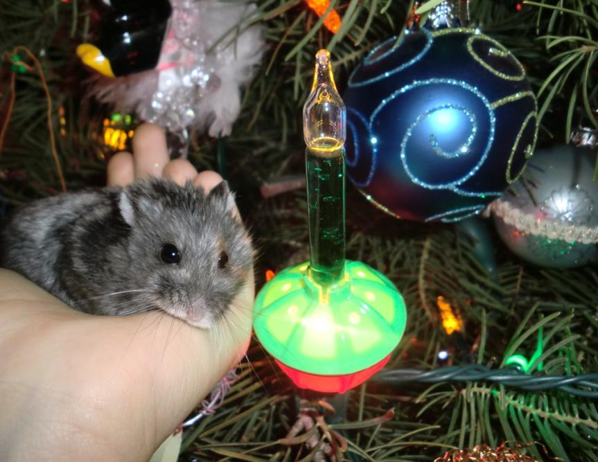 Jul Hamster Tävling 2010