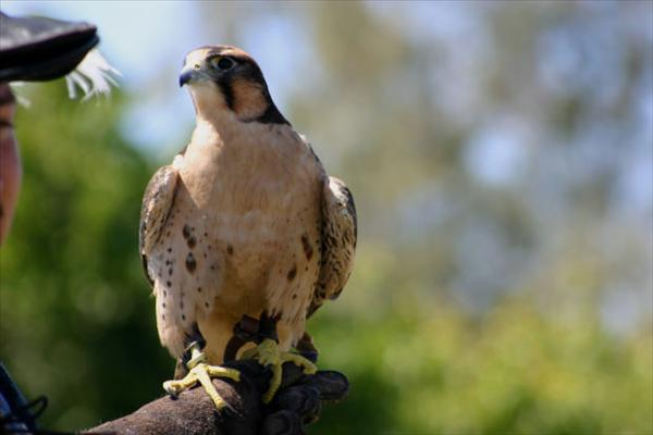 falcons.jpg