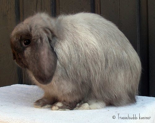 brun zobelsiames cashmere vädur