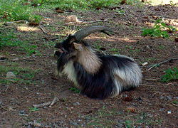 250px-Goat_in_Sweden2.jpg