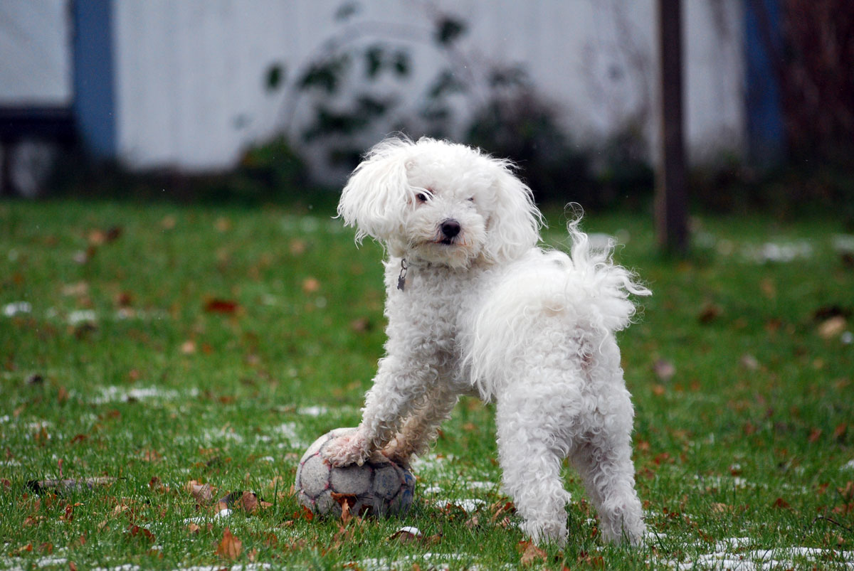 Månadens Bichon - November
