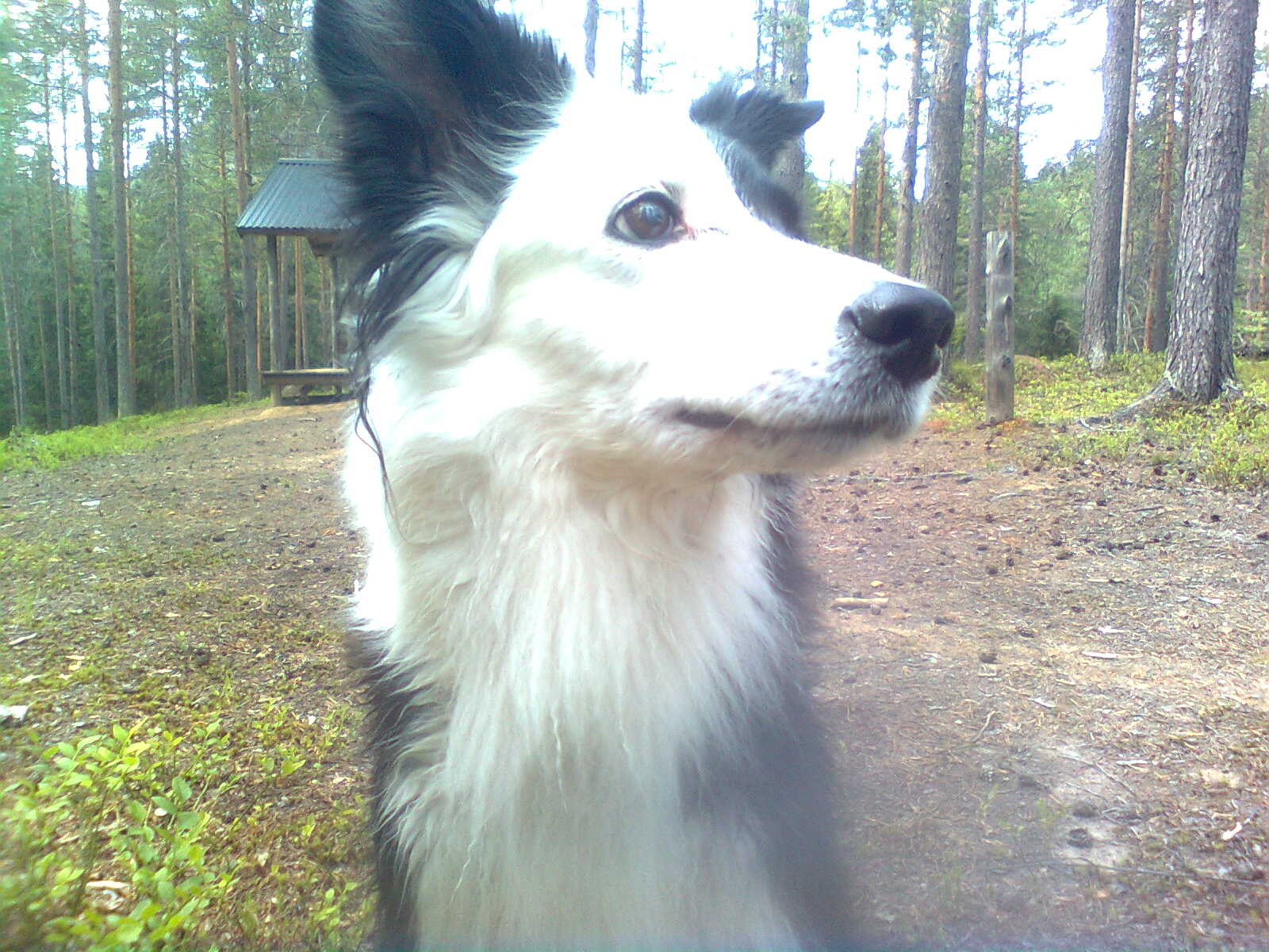 Månadens Hund - November