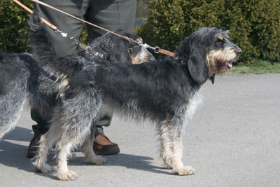 Griffon bleu de gascogne