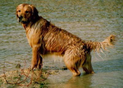 Golden retriever 