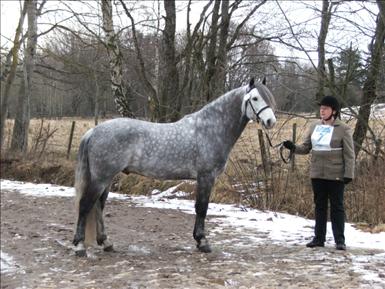 Hingstprem2009 047.JPG