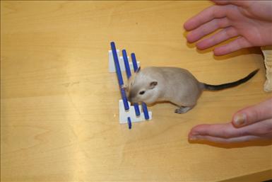 agility.jpg