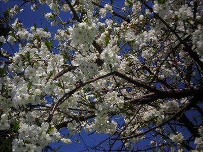 Bidrag 1 Körsbärsblommor