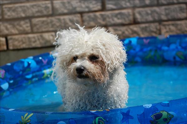 Månadens bichon juli