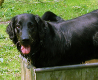 Flatcoated retriever 
