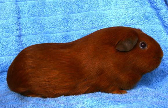 SCh GP Starlight's Sweet Miss Blue, Self DE Golden