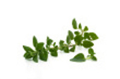 oregano.jpg