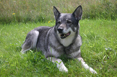 Jämthund